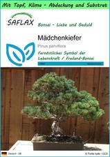 SAFLAX - Garden to go - Mädchenkiefer - 12 Samen