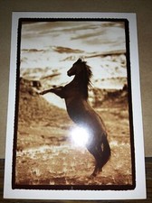 Marlboro Classics Pferde Postkarte Fits The Man London Cardguide LTD. Wildpferd