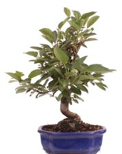 Bonsai - Malus spec