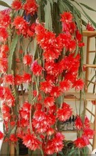 Epiphyllum Red Tip rooted