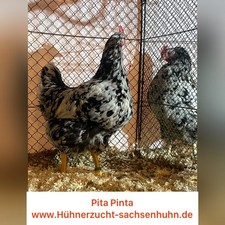 10 Bruteier Pita Pinta