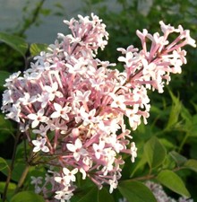 Zwerg Flieder Duftflieder Syringa microphylla Superba 40 - 60 cm Langzeitblüher