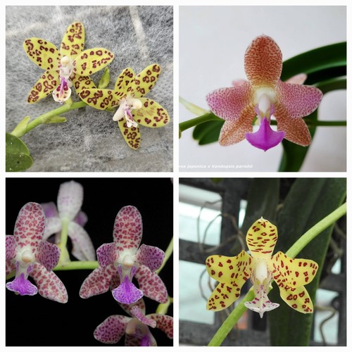 Duft orchidee phalaenopsis - duft,