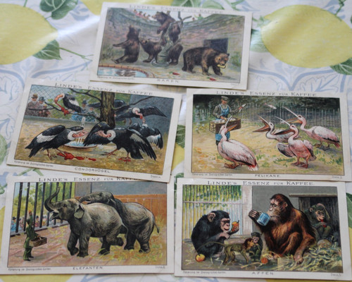 5st sammelbilder lindes essenz - 5st,