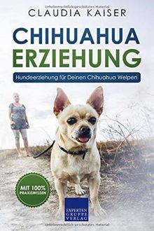 Chihuahua erziehung - chihuahua,