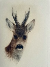 "Rehbock" Radierung von Kurt