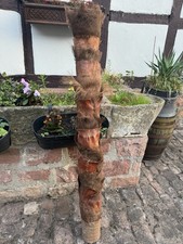 Zimmerpalme Dekobaum