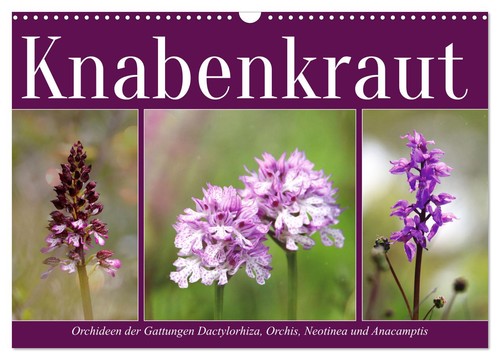 Knabenkraut wandkalender 2027 - (wandkalender,