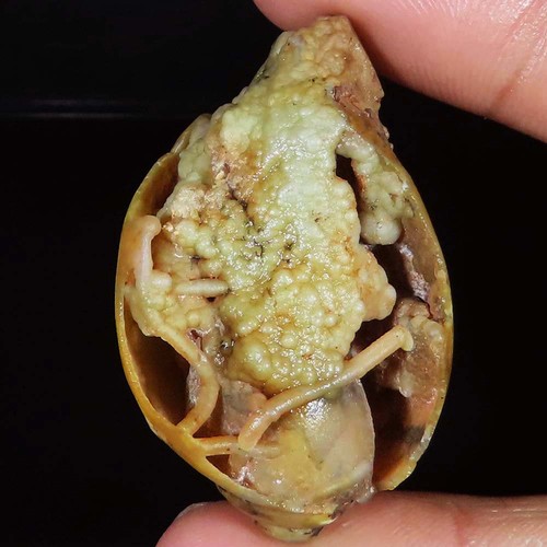 Natürlich fossil schnecke - natürlich,