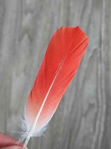 Vogelfeder rot - 11, cm