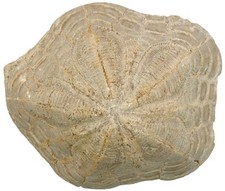 Miozän  Clypeaster sp.   Großer Seeigel  Matala  Kreta  Griechenland  KE23-10