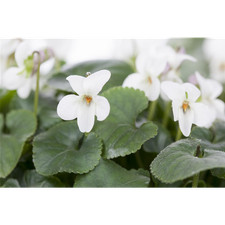 Viola odorata 'Alba' -