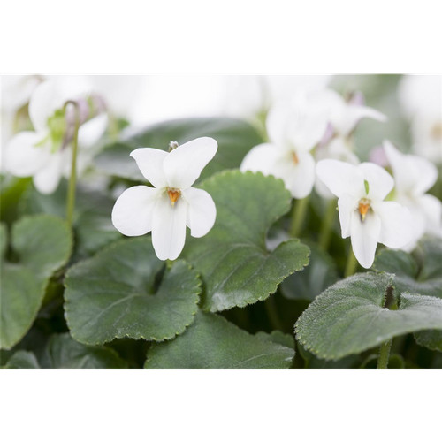Viola odorata alba - odorata,
