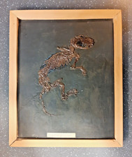 I: Versteinerung aus Resin-Harz Nachbildung Insektenfresser, Dino, Fossil Abguss