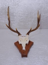 Hirsch Geweih Gehörn auf