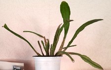 sehr schöne Epiphyllum