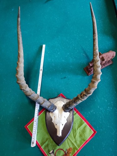 Trophäen afrika impala geweih - afrika,