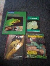 4 x Leguane Im Terrarium Terrarientiere UV Beleuchtung 
