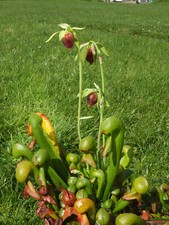 Cobra Lilly (Darlingtonia