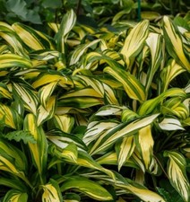 Funkie LAKESIDE LITTLE TUFT im Topf