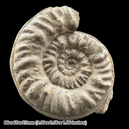 Denckmannia pseudoerbaensis - cf,