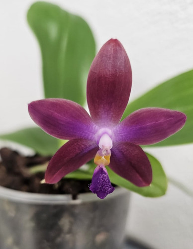 Duft orchidee phalaenopsis - duft,