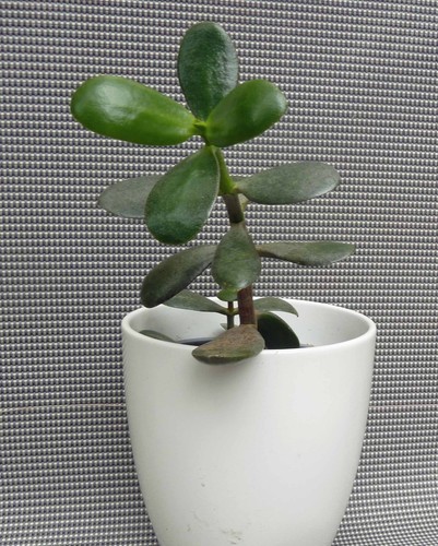 Crassula ovata geldbaum - crassula,