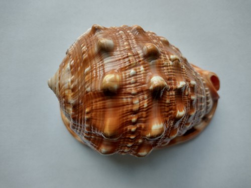 Rote helmschnecke cypraecassis - rote,