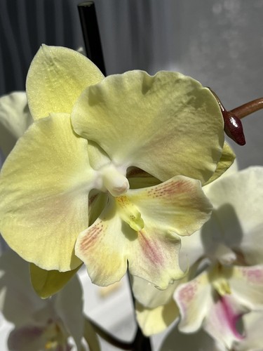 Gelbe orchidee phalaenopsis - orchidee,
