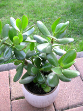 Geldbaum  Pfennigbaum  Crassula ovata aus Südafrika