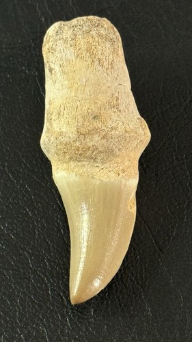 Dinosaurier fossil zahn - dinosaurier,
