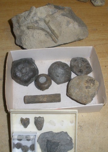 Crinoiden sammlung eifel - crinoiden,