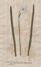 Narzissus poeticus Narzisse