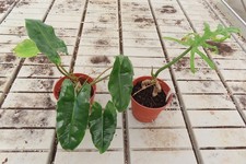 Philodendron rettungs aktion - philodendron, rettungs-aktion