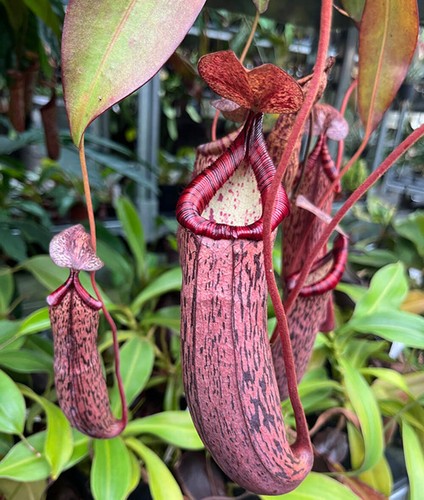 Nepenthes spectabilis - , x