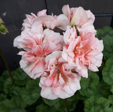 Pelargonie große JungPFLANZE