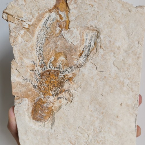 Fossiler krebs urzeitgarnele - krebs, /