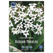 Lefeber Blumenzwiebeln Abess