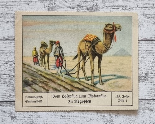Aegypten ägypten kamel - Ägypten,
