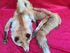 schöne , alte Fuchs-Stola  