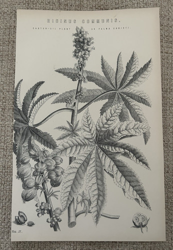 Antiker botanischer druck - botanischer,