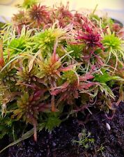 gefiedertes Terrarien Moos