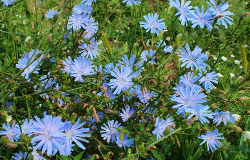 500 samen wegwarte cichorium - wegwarte,