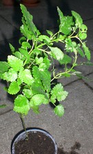 Zitronenmelisse, Melissa officinalis, Pflanze, Kräuter, Heilpflanze, 40 cm groß