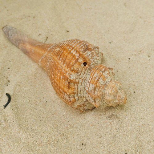 Triplofusus giganteus mm - giganteus, 94,6