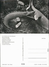 Kleinwelka Mały Wjelkow