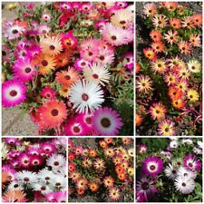 Mittagsblume Prachtmischung - Eisblume Bodendecker Blütenteppich - Samen
