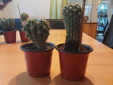 2 X Kaktus, 8-10 cm hoch,und