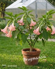 Engelstrompete brugmansia - ,
