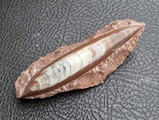 Fossil Orthoceras Marokko rot